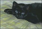 (image for) Blue Eyes - AM